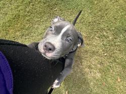 Lost Male Dog last seen Spartanburg Sc, Spartanburg, SC 29301