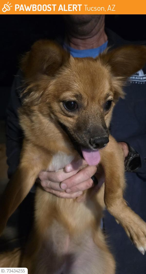 Found/Stray Female Dog last seen Valley Park Ave, Tucson, AZ 85705
