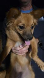 Found/Stray Female Dog last seen Valley Park Ave, Tucson, AZ 85705