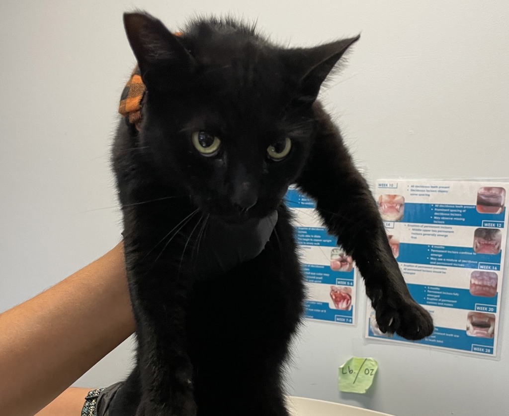 Shelter Stray Female Cat last seen Near Fulton Street, San Diego, CA, 92111, 5500 Gaines St, San Diego, CA 92110, USA