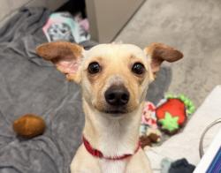 Shelter Stray Male Dog last seen Near Duval Street, San Diego, CA, 92102, El Cajon, CA 92020, USA