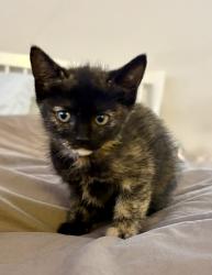 Shelter Stray Female Cat last seen Near W 3rd Avenue, Escondido, CA, 92025, Escondido, CA 92027, USA