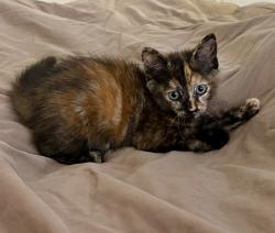 Shelter Stray Female Cat last seen Near W 3rd Avenue, Escondido, CA, 92025, Escondido, CA 92027, USA