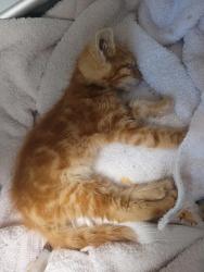 Shelter Stray Male Cat last seen Near Tudor Road, SAN LEANDRO, CA, 94577, 8323 Baldwin St, Oakland, CA 94621, USA