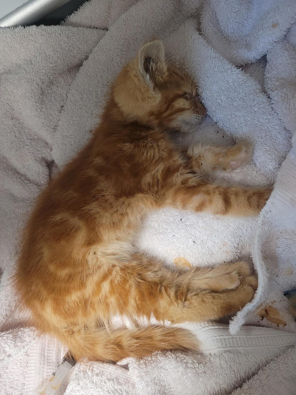 Shelter Stray Male Cat last seen Near Tudor Road, SAN LEANDRO, CA, 94577, 8323 Baldwin St, Oakland, CA 94621, USA