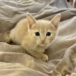 Shelter Stray Female Cat last seen Near W 3rd Avenue, Escondido, CA, 92025, Escondido, CA 92027, USA