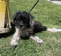 Shelter Stray Male Dog last seen Near 22nd, San Diego, CA, 92102, 5500 Gaines St, San Diego, CA 92110, USA