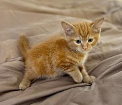 Shelter Stray Male Cat last seen Near W 3rd Avenue, Escondido, CA, 92025, Escondido, CA 92027, USA