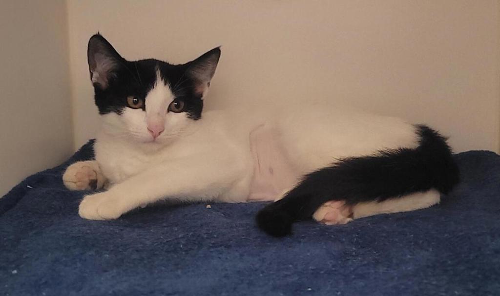 Shelter Stray Female Cat last seen Near Gayneswood Way, San Diego, CA, 92139, El Cajon, CA 92020, USA