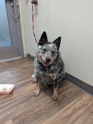 Shelter Stray Female Dog last seen Not Provided., San Diego, CA, 92102, 5500 Gaines St, San Diego, CA 92110, USA