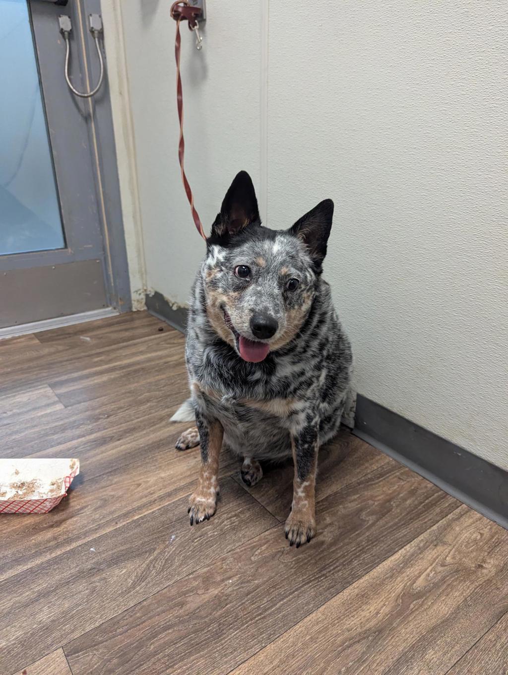 Shelter Stray Female Dog last seen Not Provided., San Diego, CA, 92102, 5500 Gaines St, San Diego, CA 92110, USA