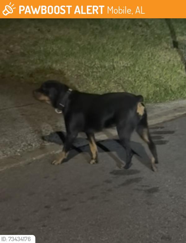 Found/Stray Unknown Dog last seen Highland Rd near dodge elementary school, Mobile, AL 36693
