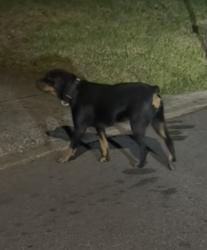 Found/Stray Unknown Dog last seen Highland Rd near dodge elementary school, Mobile, AL 36693