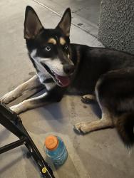 Found/Stray Female Dog last seen Bellis/Heather, Dinuba, CA 93618
