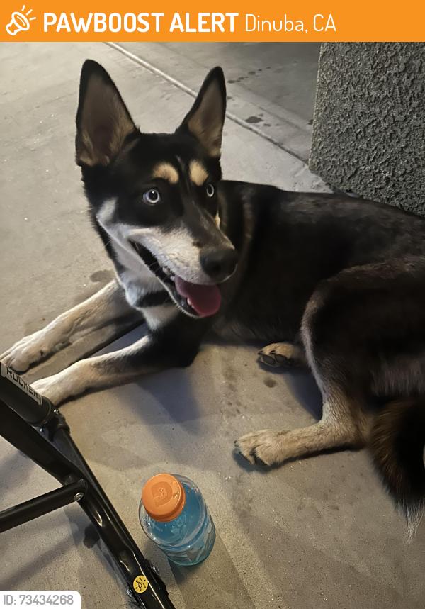 Found/Stray Female Dog last seen Bellis/Heather, Dinuba, CA 93618