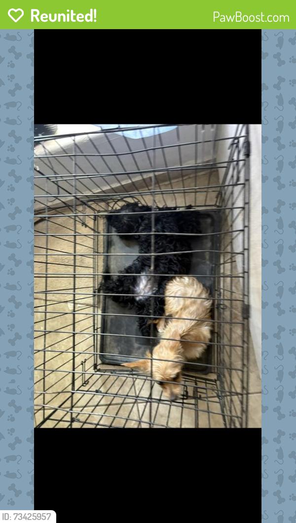 Reunited Female Dog last seen 9/24/2026, Phoenix, AZ 85043