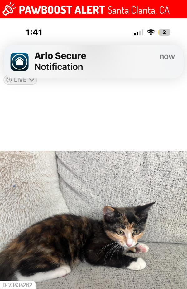 Lost Male Cat last seen Highfalls st, Santa Clarita, CA 91387