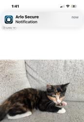 Lost Male Cat last seen Highfalls st, Santa Clarita, CA 91387