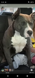 Lost Male Dog last seen Mountain rest sc, Mountain Rest, SC 29664