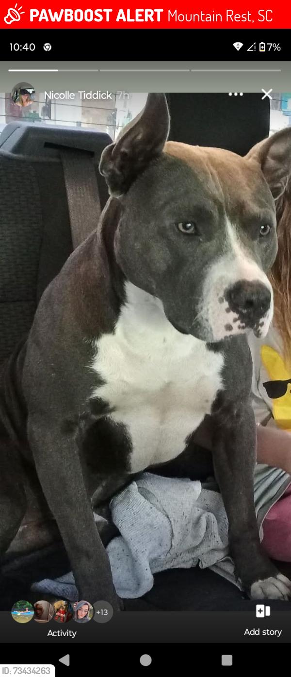 Lost Male Dog last seen Mountain rest sc, Mountain Rest, SC 29664