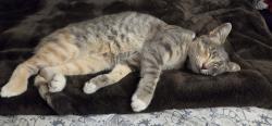 Reunited Female Cat last seen Blue oaks and woodcreek oaks blvd, Roseville, CA 95747