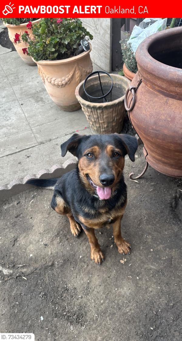 Lost Female Dog last seen near 44th ave street near san leandro street, Oakland, CA 94601