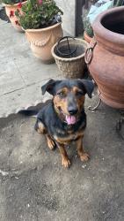 Lost Female Dog last seen near 44th ave street near san leandro street, Oakland, CA 94601