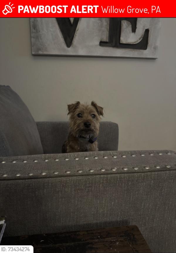 Lost Male Dog last seen Near Cowbell Rd, Willow Grove, PA 19090