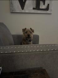 Lost Male Dog last seen Near Cowbell Rd, Willow Grove, PA 19090