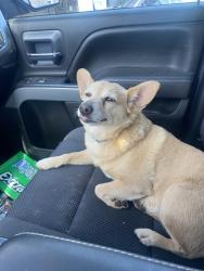 Reunited Female Dog last seen Norwood, Green Bay, WI 54303
