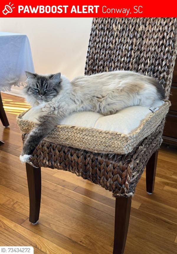 Found/Stray Female Cat last seen Church street and Cultura road, Conway, SC 29526