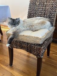 Found/Stray Female Cat last seen Church street and Cultura road, Conway, SC 29526