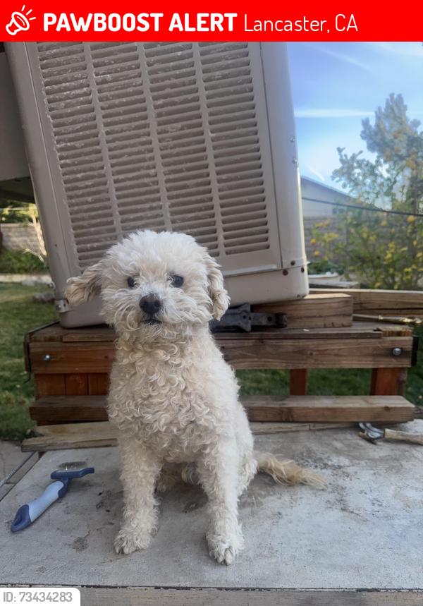 Lost Male Dog last seen 20th street west and L12, Lancaster, CA 93534
