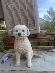 Lost Male Dog last seen 20th street west and L12, Lancaster, CA 93534