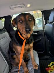 Found/Stray Female Dog last seen On High Street near Poor Honeys, Oakland, CA 94601