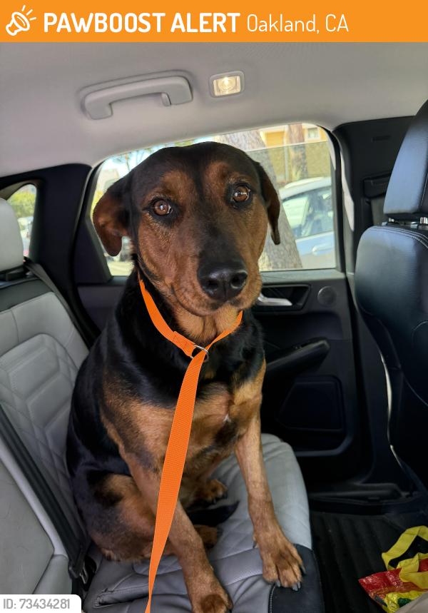 Found/Stray Female Dog last seen On High Street near Poor Honeys, Oakland, CA 94601