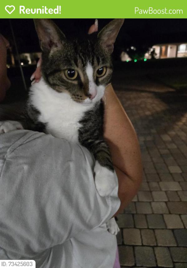 Reunited Female Cat last seen Westmoreland and Broughton, Sarasota, FL 34243