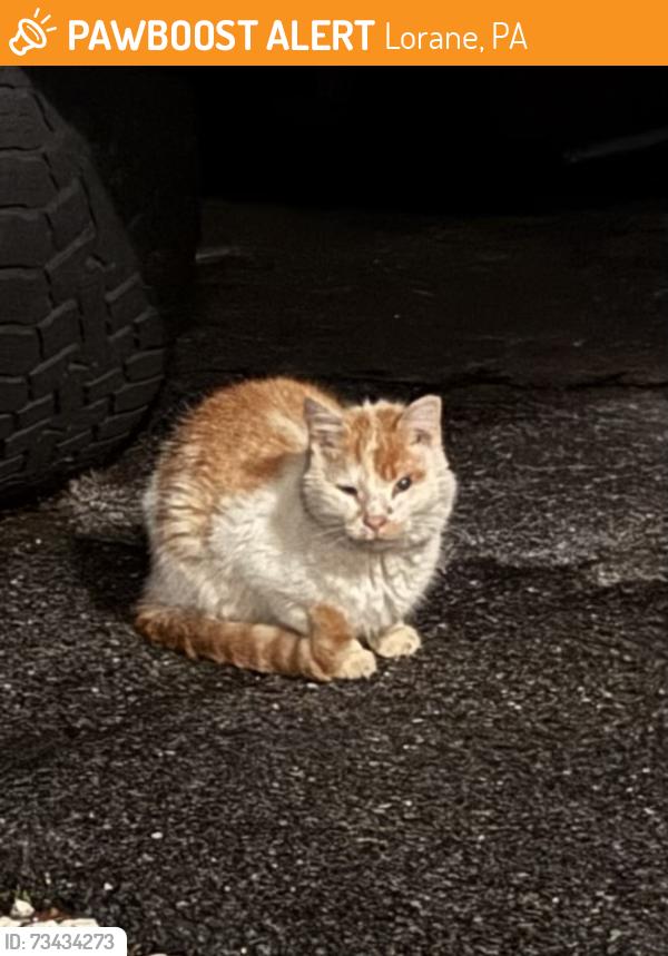Found/Stray Unknown Cat last seen Near Pintail Lane, Lorane, PA 19508