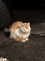 Found/Stray Unknown Cat last seen Near Pintail Lane, Lorane, PA 19508