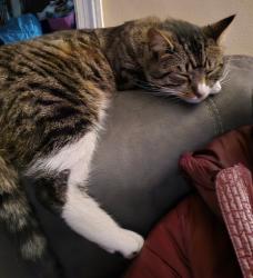 Lost Male Cat last seen Police athletic league, Wilmington, DE 19802