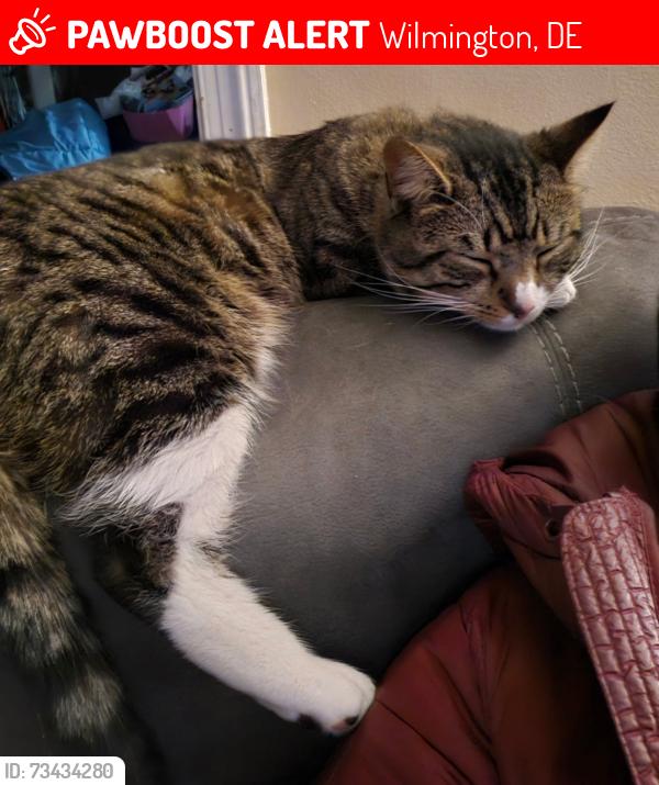 Lost Male Cat last seen Police athletic league, Wilmington, DE 19802