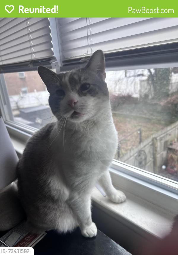 Reunited Male Cat last seen Laurel Place Winding Way Cherrywood, Clementon, NJ 08021