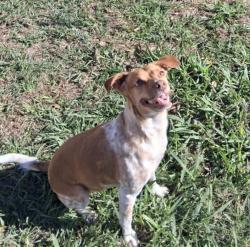 Lost Female Dog last seen Regal Trace Lane, Knight Bluff Lane, Houston, TX 77073
