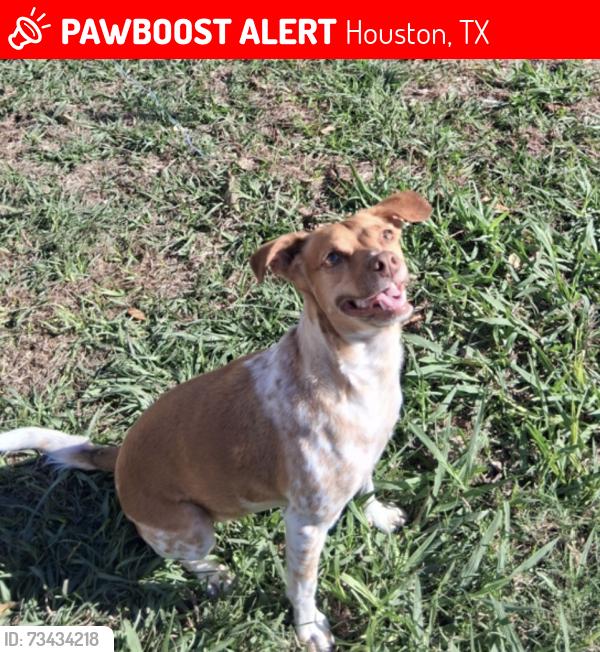 Lost Female Dog last seen Regal Trace Lane, Knight Bluff Lane, Houston, TX 77073
