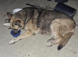 Found/Stray Male Dog last seen East Date Street and North Golden Avenue. San Bdno, CA, San Bernardino, CA 92404