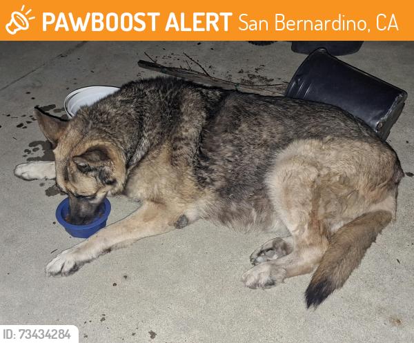 Found/Stray Male Dog last seen East Date Street and North Golden Avenue. San Bdno, CA, San Bernardino, CA 92404