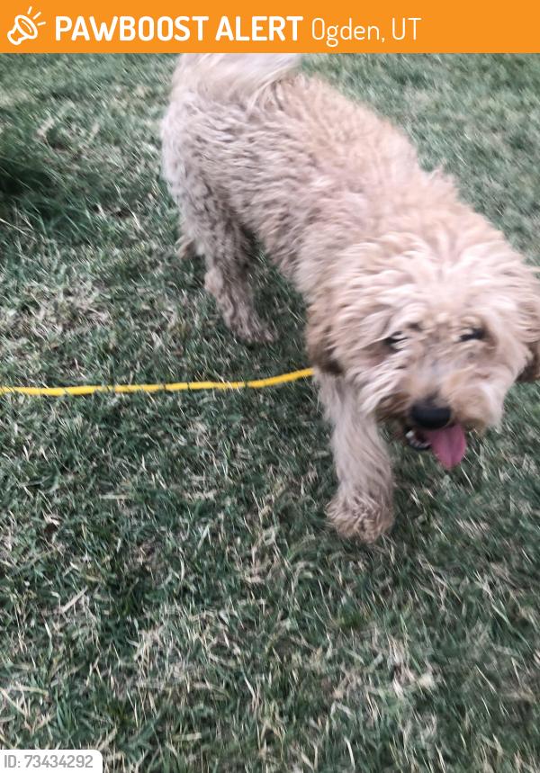 Found/Stray Male Dog last seen 35th and Tyler, Ogden, UT 84403