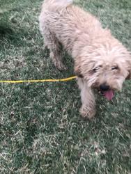 Found/Stray Male Dog last seen 35th and Tyler, Ogden, UT 84403