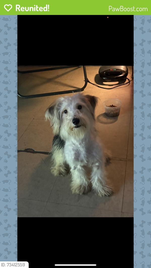 Reunited Female Dog last seen Near riverside drive and pickering st, Wilkes-Barre, PA 18702