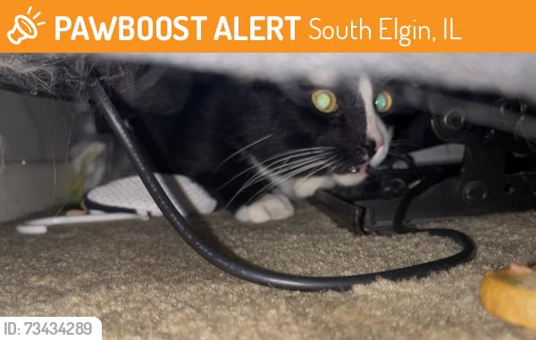 Found/Stray Female Cat last seen Clinton Elementary School, South Elgin, IL 60177